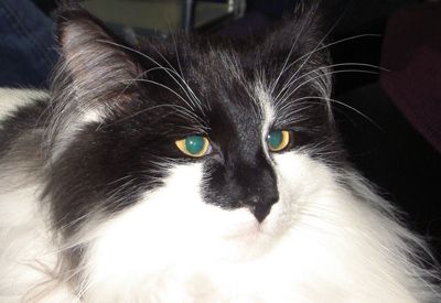 Lång kö med människor och kattburar till veterinär-incheckningen.